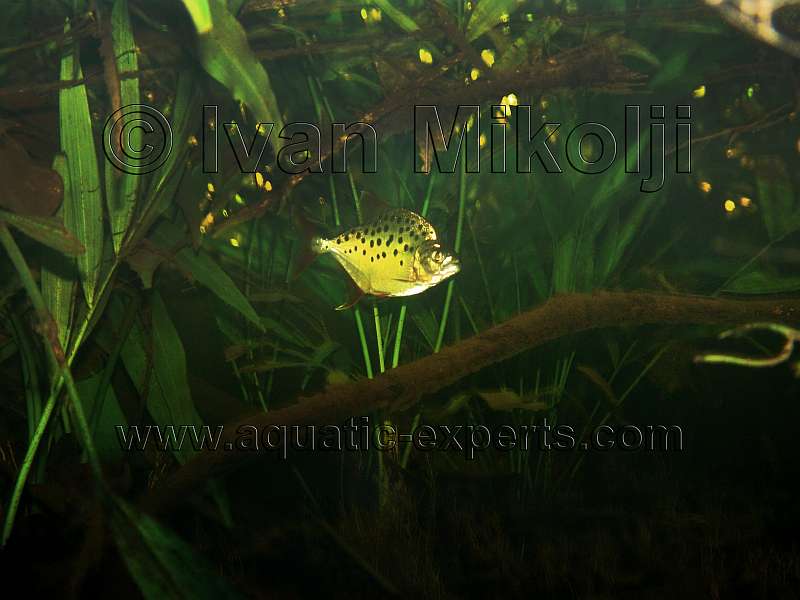 Pristobrycon careospinus